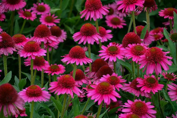Coneflower - Echinacea 'Delicious Candy' from GCM Theme Two