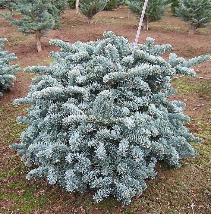 'Glauca' Noble Fir - Abies procera from GCM Theme Two