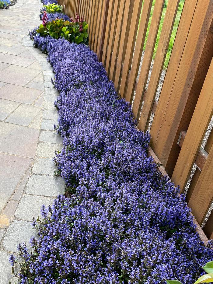 'Blueberry Muffin' - Ajuga reptans from GCM Theme Two