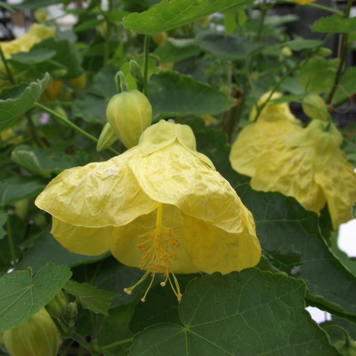 'Yellow Finch' Flowering Maple - Abutilon hybrid from GCM Theme Two