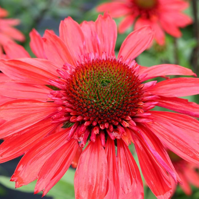Cara Mia™ Red Coneflower - Echinacea hybrid from GCM Theme Two