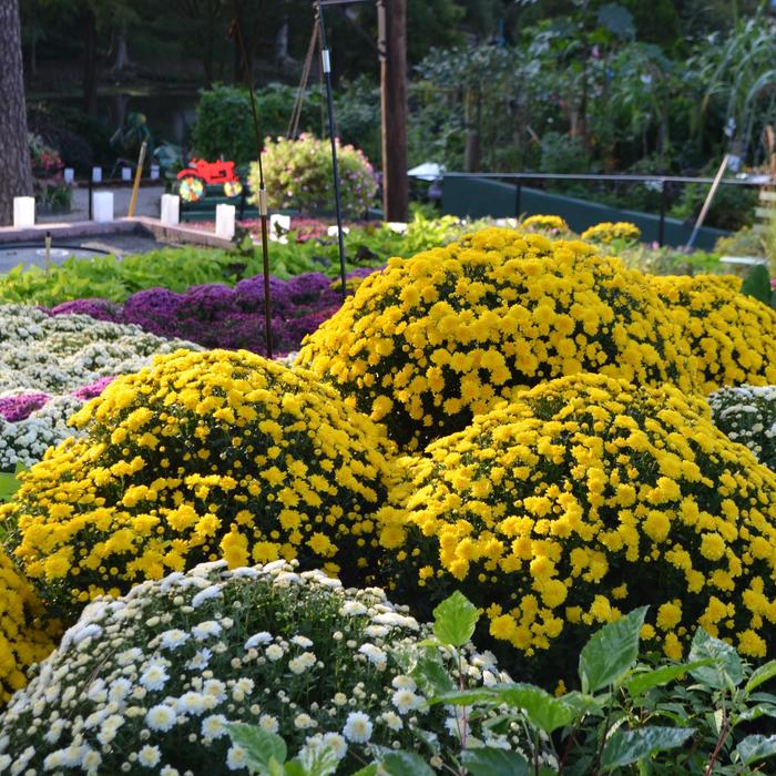 Mums - Various Colors - Chrysanthemum from GCM Theme Two