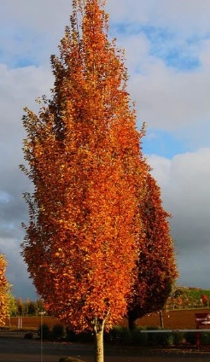 'Armstrong Gold™' Maple - Acer rubrum from GCM Theme Two