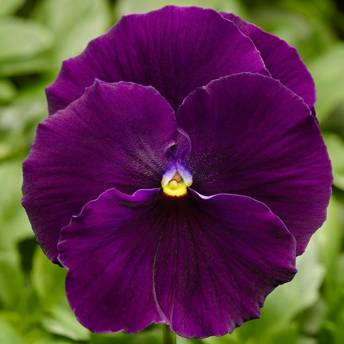 Delta™ Pro Clear Violet Pansy - Viola x wittrockiana from GCM Theme Two