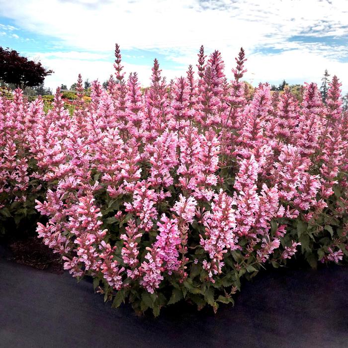 'Pink Pearl' Anise Hyssop - Agastache PPAF from GCM Theme Two