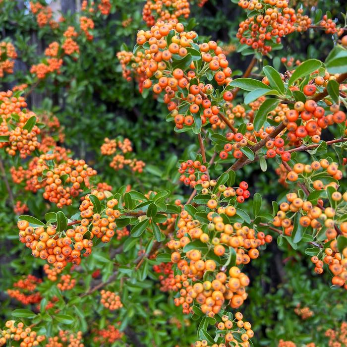 Firethorn - Pyracantha from GCM Theme Two