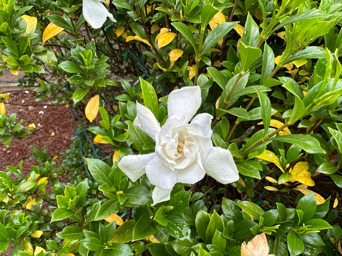 'Frost Proof' - Gardenia jasminoides from GCM Theme Two