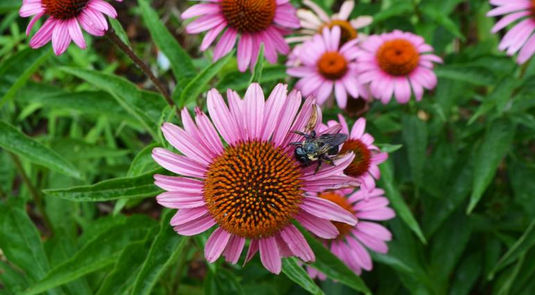 Nectar Plants for Migrating Pollinators