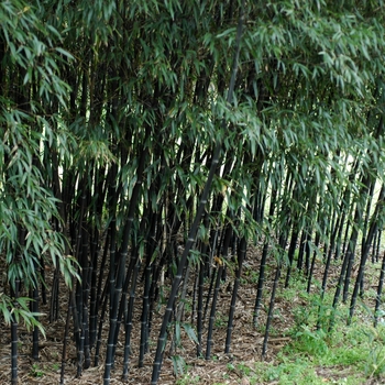 Phyllostachys nigra 'Daikokuchiku' - Bamboo