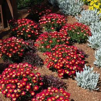 Argyranthemum hybrid 'Meteor Red' - Marguerite Daisy
