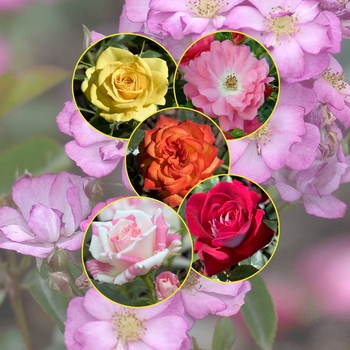 Multiple Varieties - Rose