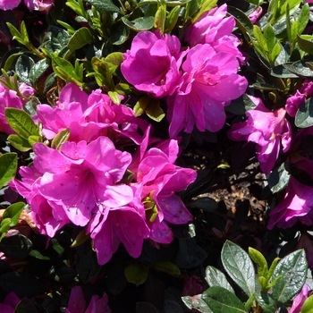 Rhododendron hybrid - 'Easter Morn' 