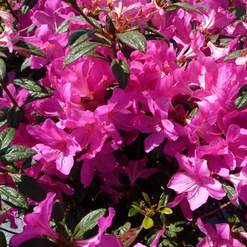 Rhododendron (Azalea) - Encore® 'Autumn Amethyst'