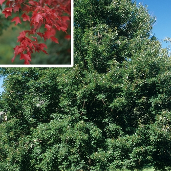 Acer rubrum - ''Autumn Flame'' Red Maple