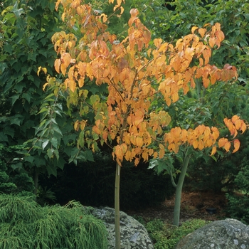 Acer capillipes - Japanese stripped-bark maple