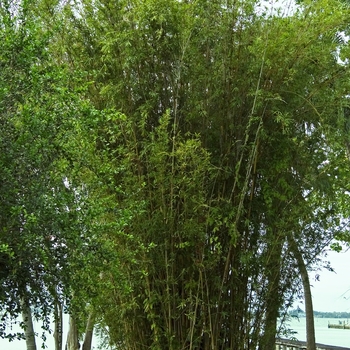 Bambusa glaucescens - 'Alphonse Karr' Bamboo