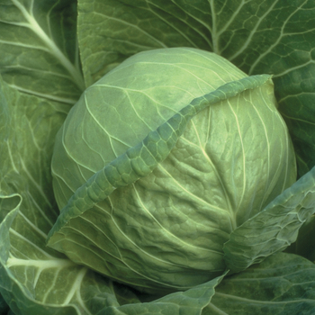 Fast Vantage Cabbage
