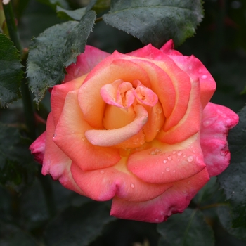 Grandiflora Rose - Rosa Dream Come True