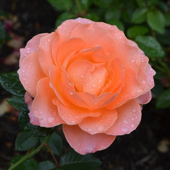 Rosa hybrid - 'Jump for Joy' Rose