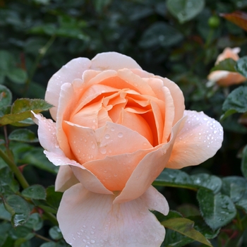Rosa hybrid 'Meibrinpay' - Abbaye de Cluny™