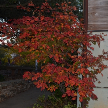 Acer japonicum 'Filicifolium' - Fern-Leaf Full Moon Maple