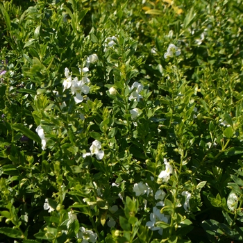 Angelonia (Summer Snapdragon) - Actors® 'White Improved'