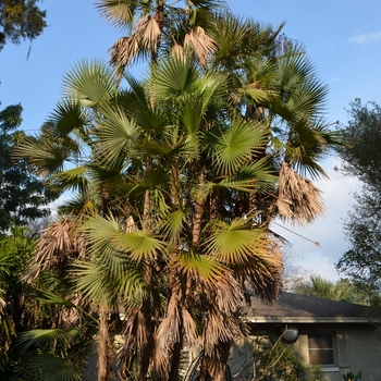 Acoelorraphe wrightii - Everglades Palm