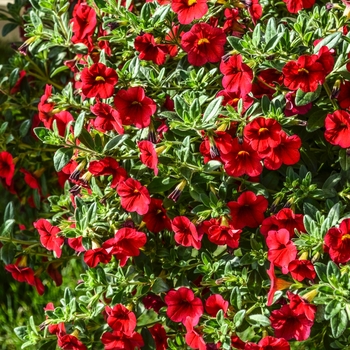 Calibrachoa hybrida 'Aloha Red' - Million Bells