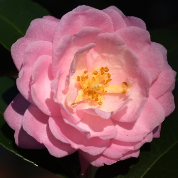 Camellia - 'Ashton's Ballet'