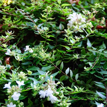 Abelia x grandiflora - 'Sherwoodii' Glossy Abelia