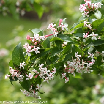 Abelia mosanensis 'SMNAMDS' PP27370 CPBR5937 - Color Choice® Sweet Emotion®