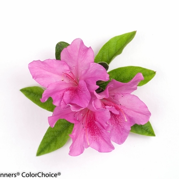 Rhododendron hybrid - Bloom-A-Thon® Lavender