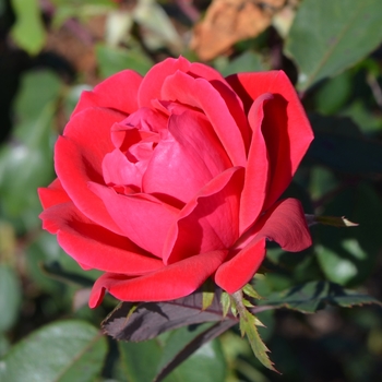 Shrub Rose - Double Red Knock Out® 