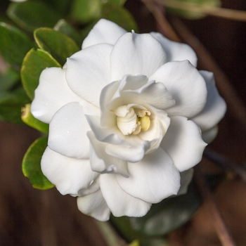 Gardenia jasminoides - 'Double Mint'