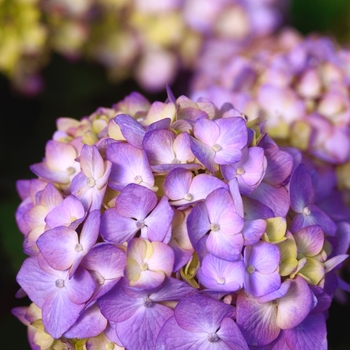 Hydrangea macrophylla 'BloomStruck®' - BloomStruck®