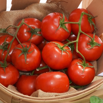 Lycopersicon esculentum (Vine Ripened Tomato) - Vine Ripened Tomato