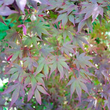 Acer palmatum - Fireglow Japanese Maple
