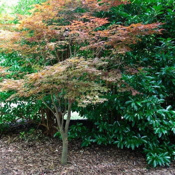 Acer palmatum - Fireglow Japanese Maple