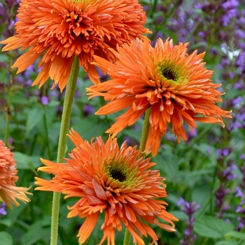 Echinacea ''Orange'' PP24524 (Coneflower) - Colorburst™ Orange
