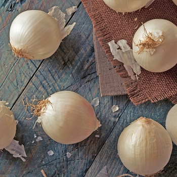 Allium cepa 'White Ebenezer' - Onion