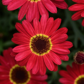 Argyanthemum 'Grandessa Red' - Argyranthemum