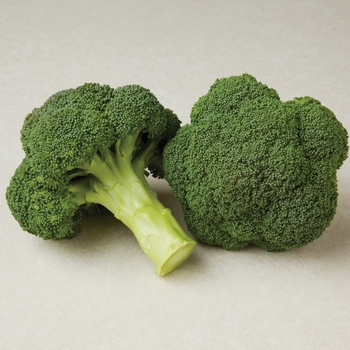 Brassica 'Durapak 16' - Broccoli