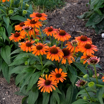 Echinacea (Coneflower) - Color Coded™ 'Orange You Awesome'