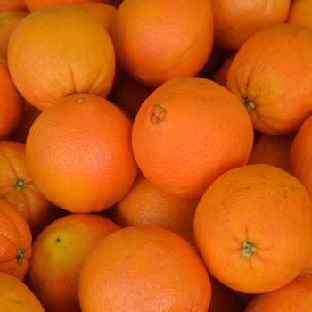 Citrus sinensis - Navel Orange