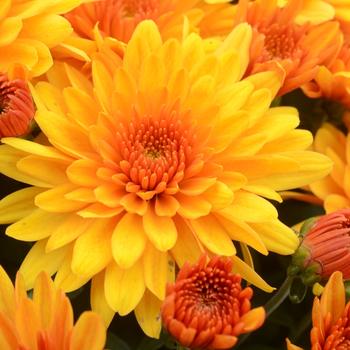 Chrysanthemum grandiflorum ''Fireglow Bronze'' (Garden Mum) - Fireglow Bronze Garden Mum