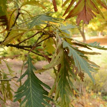 Quercus dentata - 'Pinnatifida' Cutleaf Emperor Oak