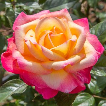 Rosa hybrid 'Meizoloi' PP33492 - Enchanted Peace™