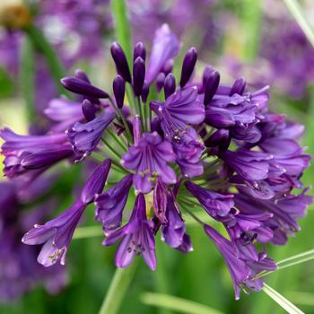 Agapanthus - 'Ever Amethyst™' African Lily
