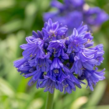 Agapanthus - 'Ever Midnight™' African Lily
