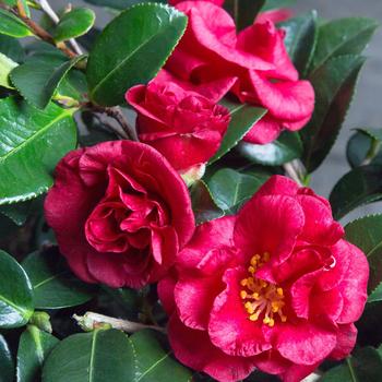 Camellia sasanqua - Hot Flash™
